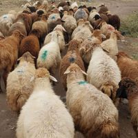 دام زنده بیواسطه بره پروار چریده ییلاق «صداقت دام»|حیوانات مزرعه|تهران, شهرک پرواز|دیوار