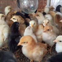 تخم نطفه دار لوهمن، رسمی|حیوانات مزرعه|فردیس, |دیوار