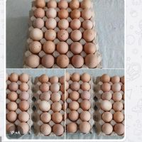 تخم مرغ رسمی سالم کاملا ارگانیک|حیوانات مزرعه|تهران, حشمتیه|دیوار