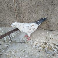 کفتر تعداد ۱۵عددیجایی|پرنده|تهران, دولت‌آباد|دیوار