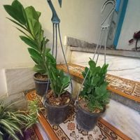 کراسولایشم|گل و گیاه طبیعی|بروجرد, |دیوار