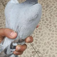 کبوتر|پرنده|فیروزآباد, |دیوار