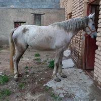 اسب مادیان شکم پر|اسب و تجهیزات اسب سواری|قوچان, |دیوار