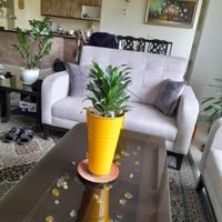 گیاه دراسنا کامپکت، با گلدان، سبز و سرحال|گل و گیاه طبیعی|تهران, بهاران|دیوار