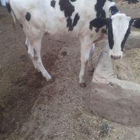 گاو با گوساله ماده|حیوانات مزرعه|سوسنگرد, |دیوار