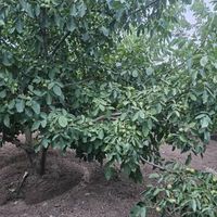 نهال گردو خوشه ای، چندلر وفرنور، پکان وژنوتیپ|خدمات باغبانی و درختکاری|شیراز, دکتر حسابی|دیوار