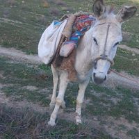 خر  گوسفندی|حیوانات مزرعه|گنبد کاووس, |دیوار
