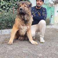 سگ قفقازی اصیل درشت|سگ|کرج, مهرشهر - فاز ۱|دیوار