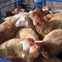 گوسفند زنده و خونی|حیوانات مزرعه|مشهد, کشاورز|دیوار