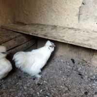 خروس ابریشمی معاوضه با مرغ ابریشمی بالغ|حیوانات مزرعه|تهران, سوهانک|دیوار