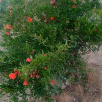 باغ و ویلا|فروش زمین و کلنگی|اصفهان, هشت بهشت|دیوار