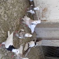 کبوتر طوقی وتهرونی والماسی رگ سفید با پلاکی|پرنده|فیروزآباد, |دیوار