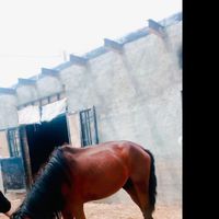 اسب نر و کره نرع|اسب و تجهیزات اسب سواری|قوچان, |دیوار