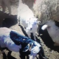 بخاطری مادرشون گرگ خورده ب فروش میرسن|حیوانات مزرعه|رفسنجان, |دیوار