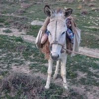 خر  گوسفندی|حیوانات مزرعه|گنبد کاووس, |دیوار