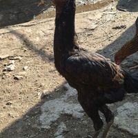 مرغ لاری اصل 11ماهه|حیوانات مزرعه|اهر, |دیوار