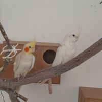 عروس هلندی تخم گذار  ( مولد )|پرنده|باقرشهر, |دیوار