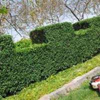 حرص شمشاد پرچین کاچ سرب نقره ای کاشت نهال  ....|خدمات باغبانی و درختکاری|مشهد, الهیه|دیوار