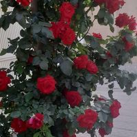 منزل ویلایی شیک با گل های رز ودرختان میوه|اجارهٔ خانه و ویلا|اصفهان, دنارت|دیوار
