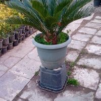 خدمات.باغبانی باغچه کاری گلکاری درختکاری خاک گلدان|خدمات باغبانی و درختکاری|تهران, سهروردی|دیوار