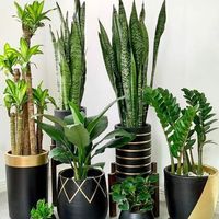خدمات باغبانی گلکاری باغچه تعویض خاک گل شخم سمپاشی|خدمات باغبانی و درختکاری|تهران, شهرک غرب|دیوار