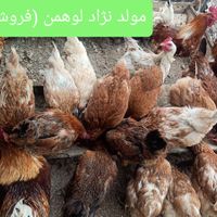 تخم نطفه دار لوهمن، رسمی|حیوانات مزرعه|فردیس, |دیوار