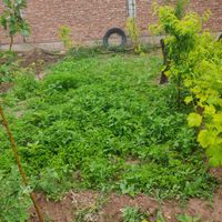 از نژاد گوجه فرنگی|خدمات باغبانی و درختکاری|بناب, |دیوار