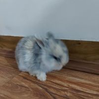 خرگوش لپ بازیگوش|موش و خرگوش|سورک, |دیوار