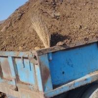 گل شمشاد طلایی کودحیوانی خاک‌باغچه|گل و گیاه طبیعی|کرمانشاه, |دیوار