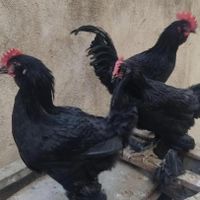 خروس و مرغ سیاه مشکی و سفید برای خون و قربانی|حیوانات مزرعه|مشهد, صیاد شیرازی|دیوار