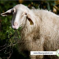 گوسفند زنده جهت قربانی نذری ونذورات مصارف خانگی|حیوانات مزرعه|تهران, ارم|دیوار