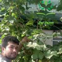 نهال گلدانی‌ موندراپ ( سبزوار نهال)|گل و گیاه طبیعی|سبزوار, |دیوار