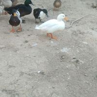 امسک وخظیری اردک سفید برفک|حیوانات مزرعه|اهواز, بهارستان|دیوار