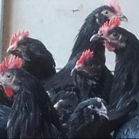 خروس و مرغ سیاه مشکی سفید محلی برای خون و قربانی|حیوانات مزرعه|مشهد, صیاد شیرازی|دیوار