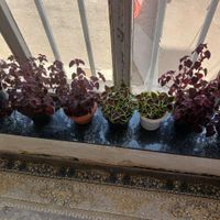 گل طبیعی|گل و گیاه طبیعی|مهاباد (آذربایجان غربی), |دیوار