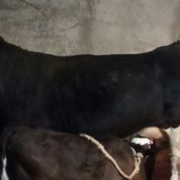 گاو یک ساله سیمینتال|حیوانات مزرعه|اهر, |دیوار