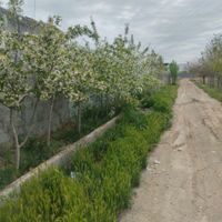 ۲۰۰۰ متر باغ آبسرد سند تک برگ|فروش زمین و کلنگی|تهران, ازگل|دیوار