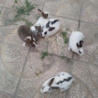 چند عدد خرگوش به رنگ های مختلف از۹۰ تا ۱۵۰|موش و خرگوش|ساوه, |دیوار