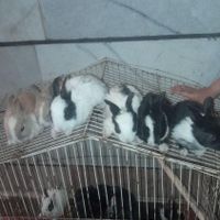 بچه خرگوش|موش و خرگوش|اهواز, کوی مدرس|دیوار
