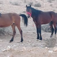 اسب مادیون دره شوری|اسب و تجهیزات اسب سواری|جهرم, |دیوار