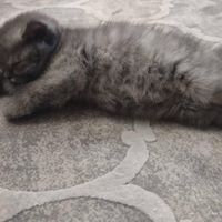 گربه اسکاتیش بلو انفولد|گربه|تهران, پیروزی|دیوار