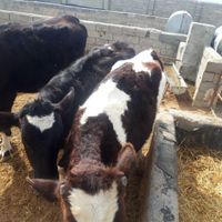 گوساله ۳۰۰ کیلویی|حیوانات مزرعه|بجنورد, |دیوار