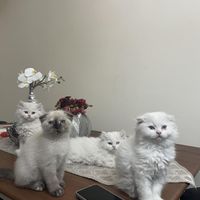 اسکاتیش و بریتیش|گربه|تهران, مجیدیه|دیوار