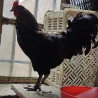 خروس و مرغ سیاه مشکی و سفید برای خون و قربانی|حیوانات مزرعه|مشهد, صیاد شیرازی|دیوار