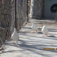 کبوتر سفید مهر|پرنده|کرمان, |دیوار