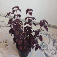 گل طبیعی|گل و گیاه طبیعی|مهاباد (آذربایجان غربی), |دیوار