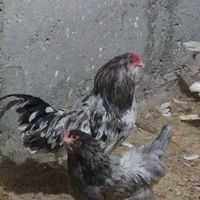 امرکانا وا سترالورپ استرالیا مرندی مرند مرغ|حیوانات مزرعه|تهران, حسن‌آباد باقرفر|دیوار