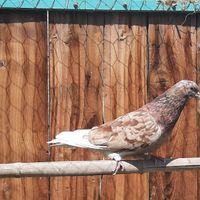 کبوتر غریب|پرنده|کرج, کلاک نو|دیوار