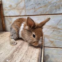 خرگوش|موش و خرگوش|نیشابور, |دیوار
