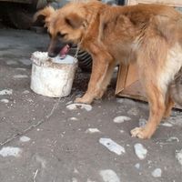 واگذاری توله سه ماهه  میکس ژرمن پیتپول|سگ|علی‌آباد کتول, |دیوار